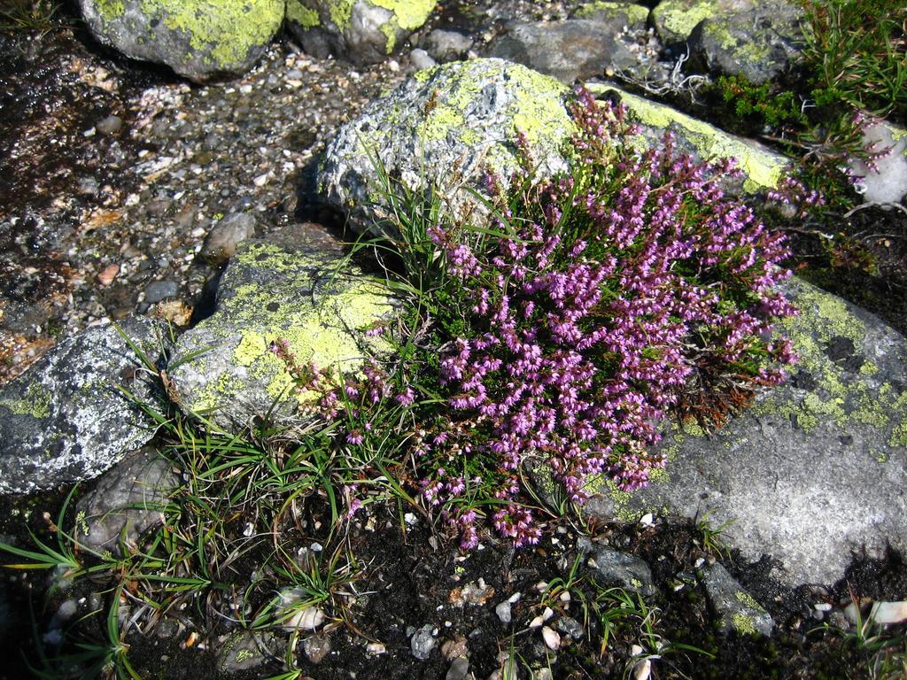 Norefjell - Storhytte Med Jacuzzi Og Fantastisk Beliggenhet Noresund ภายนอก รูปภาพ
