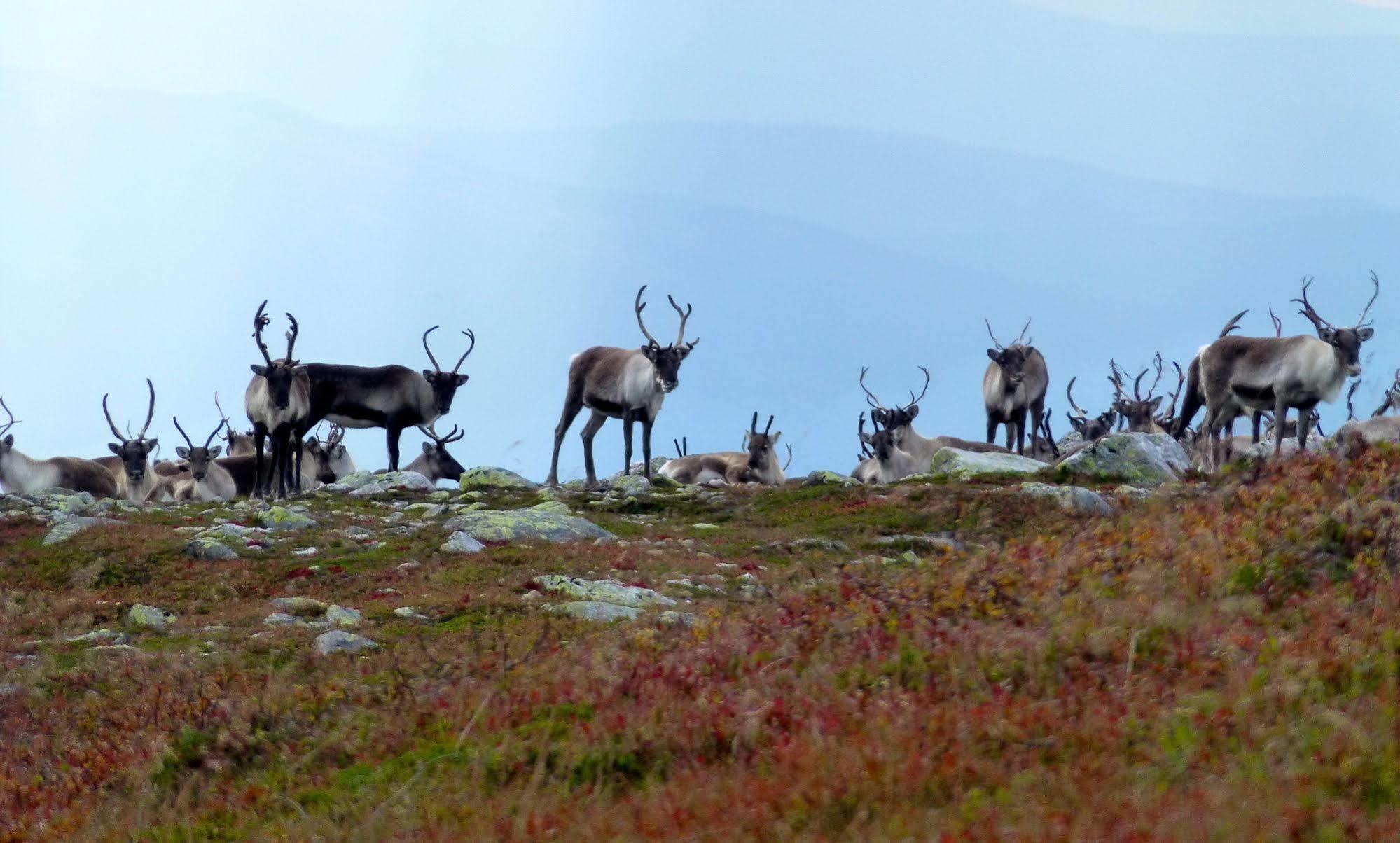 Norefjell - Storhytte Med Jacuzzi Og Fantastisk Beliggenhet Noresund ภายนอก รูปภาพ
